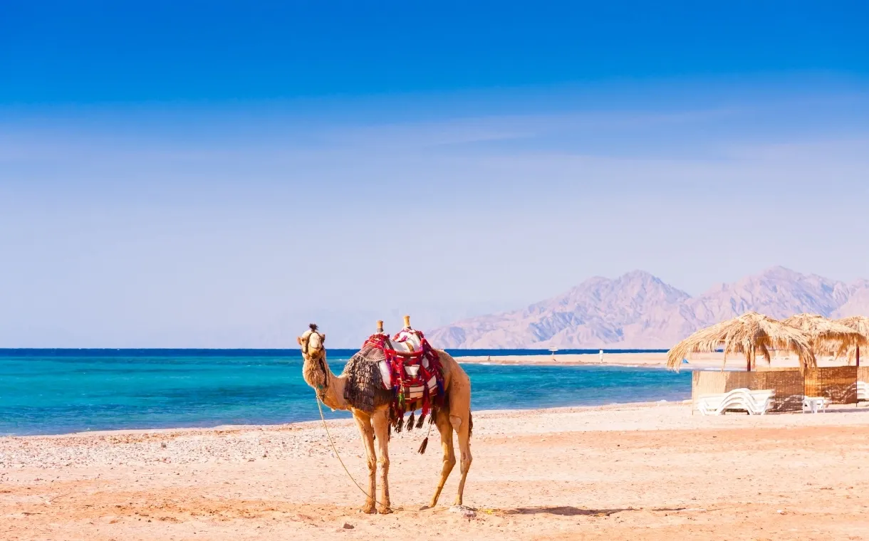 Day 1: Arrival In Red Sea | Transfer to Hotel  | Hotel Check in 